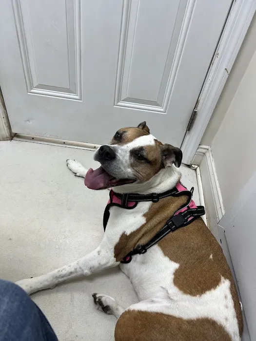 Clark Animal Hospital Picture 3