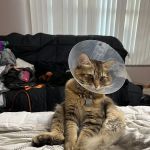 Clark Animal Hospital