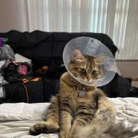 Clark Animal Hospital ico