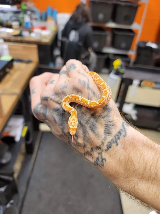 Exotic pets and supply by Endless Scales Picture 8