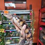 Exotic pets and supply by Endless Scales