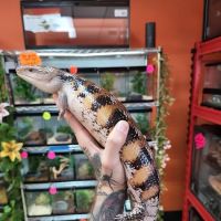 Exotic pets and supply by Endless Scales ico