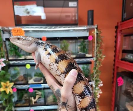 Exotic pets and supply by Endless Scales