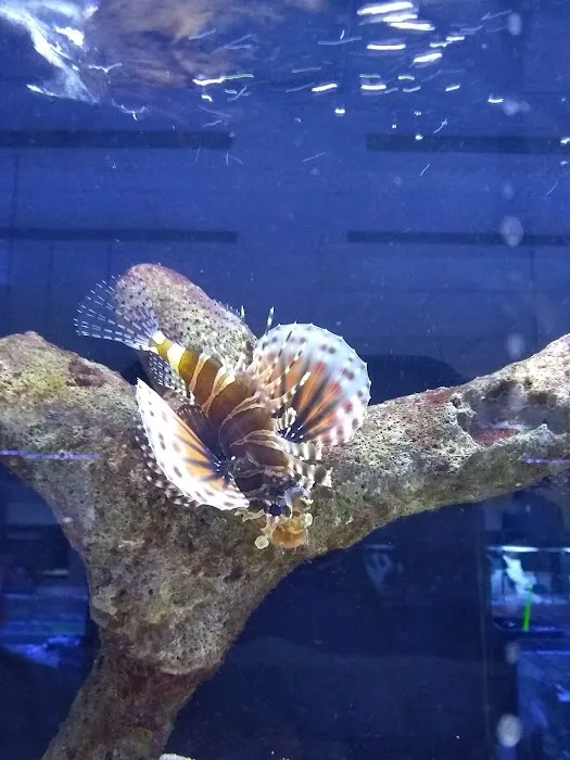 Classic City Aquariums Picture 2