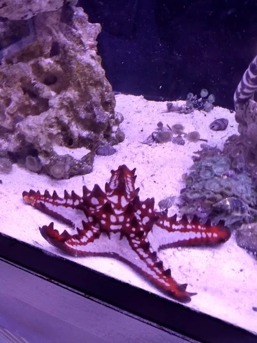 Classic City Aquariums Picture 1