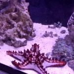 Classic City Aquariums