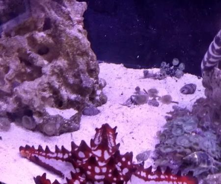 Classic City Aquariums