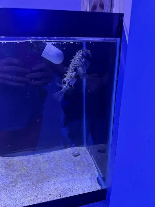 Classic City Aquariums Picture 9