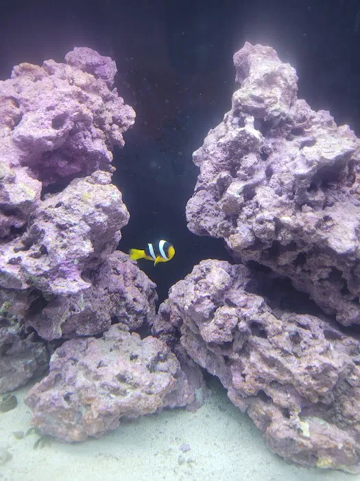 Classic City Aquariums Picture 8