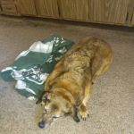 Park Veterinary Group
