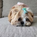 Vetco Total Care Animal Hospital