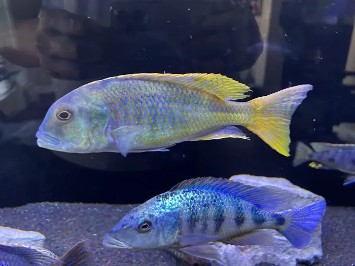 Southeast Cichlids Picture 6