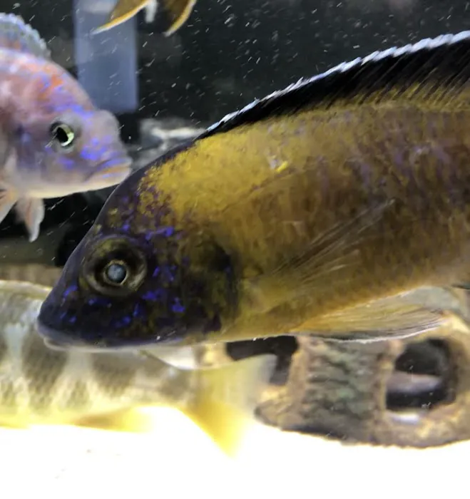 Southeast Cichlids Picture 5