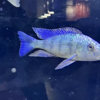 Southeast Cichlids ico
