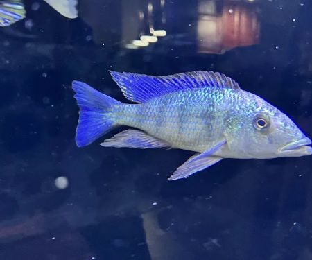 Southeast Cichlids