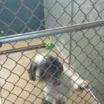 Lexington Animal Hospital