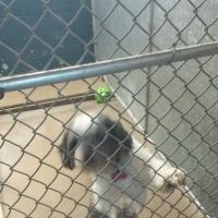 Lexington Animal Hospital ico