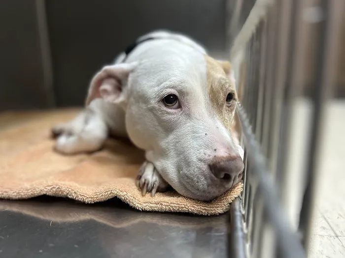 Lexington Animal Hospital Picture 7