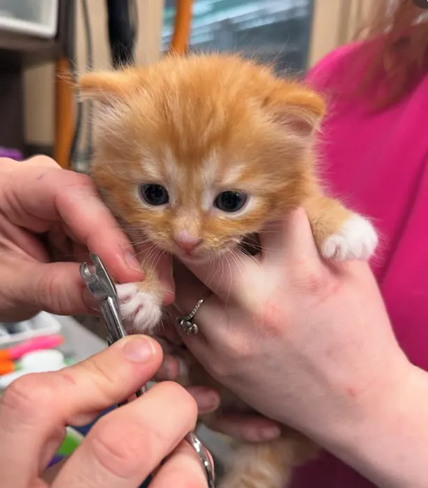 Lexington Animal Hospital Picture 2