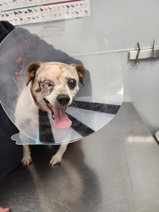 Lexington Animal Hospital Picture 4