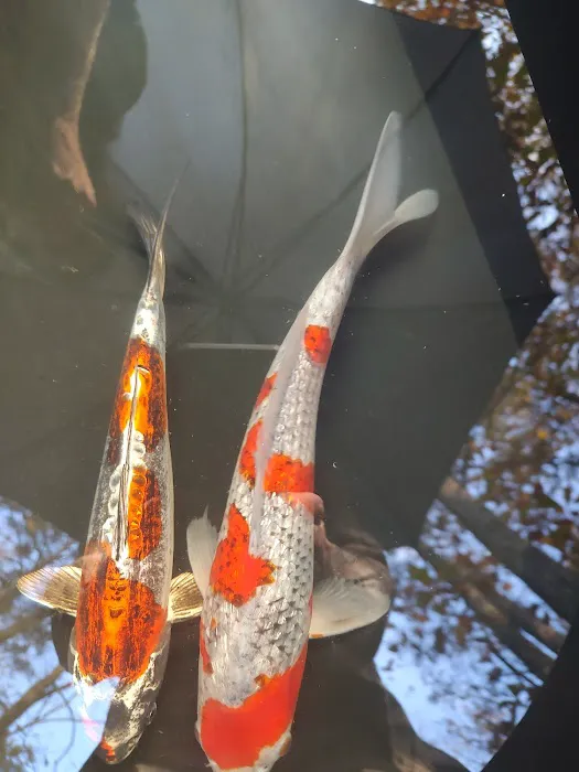 The Koi Store Picture 2