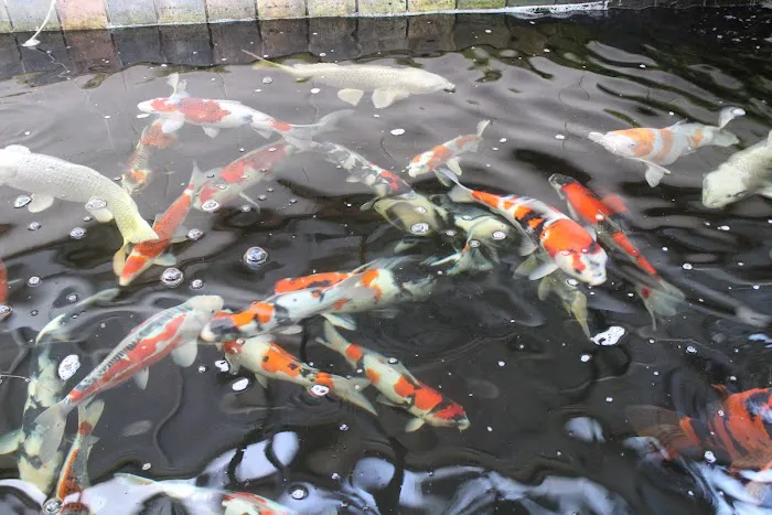 The Koi Store Picture 4