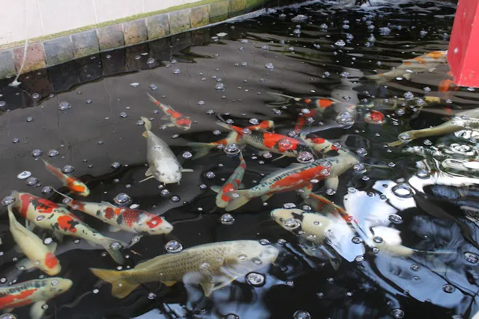 The Koi Store Picture 1
