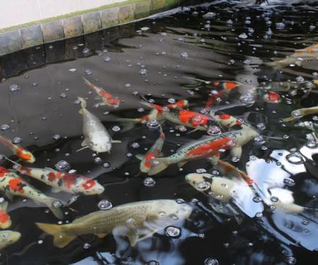 The Koi Store