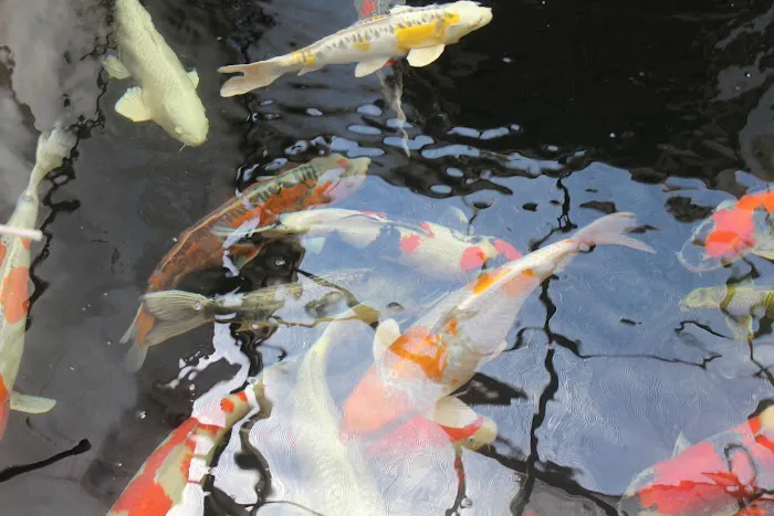 The Koi Store Picture 6