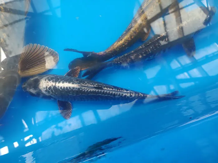 The Koi Store Picture 7
