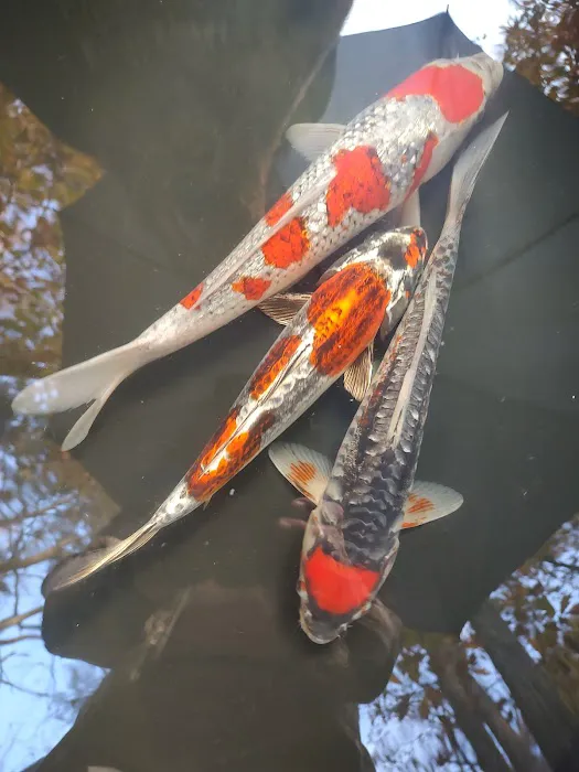 The Koi Store Picture 9