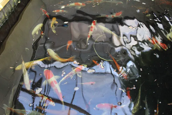 The Koi Store Picture 5