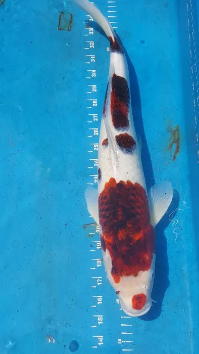 The Koi Store Picture 10