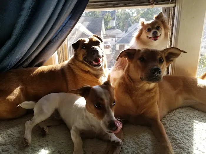 VIP Animal Hospital Picture 8