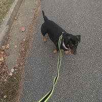Petco ico
