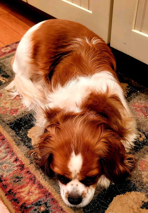 Cranford Animal Hospital Picture 2