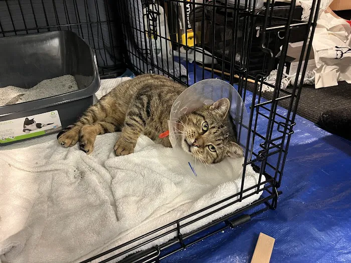 Kenilworth Animal Hospital Picture 3