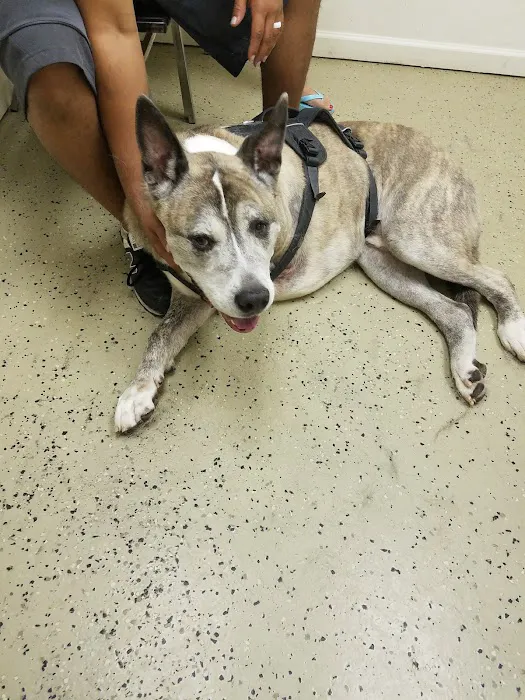 Village Animal Clinic, LLC Picture 9