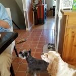 Village Animal Clinic, LLC