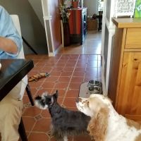 Village Animal Clinic, LLC ico
