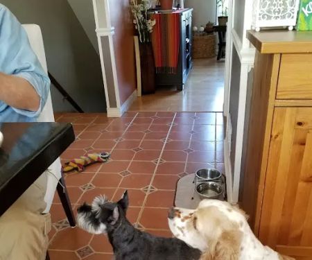 Village Animal Clinic, LLC