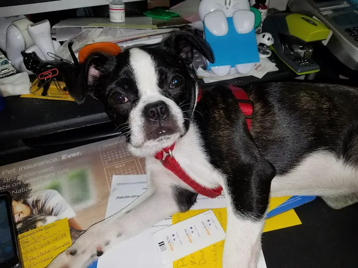 Village Animal Clinic, LLC Picture 8