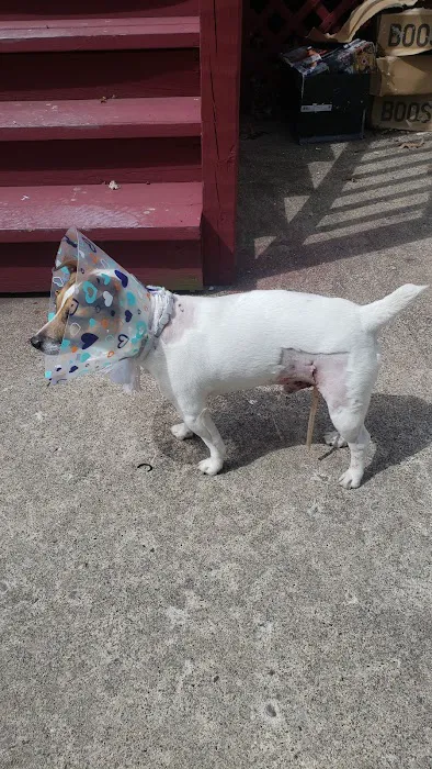 Village Animal Clinic, LLC Picture 7