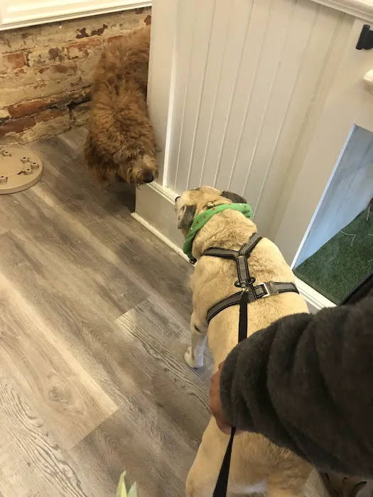 Local Pup Picture 6