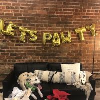 Local Pup ico