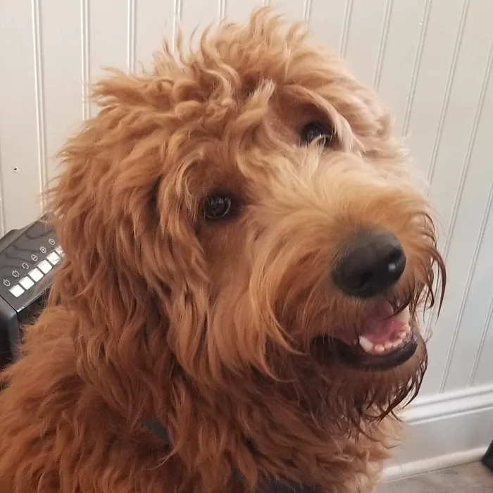 Local Pup Picture 9