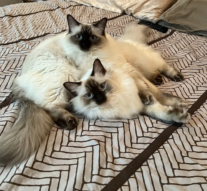 Island Dolls Cattery Picture 8