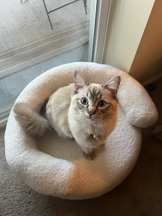 Island Dolls Cattery Picture 2