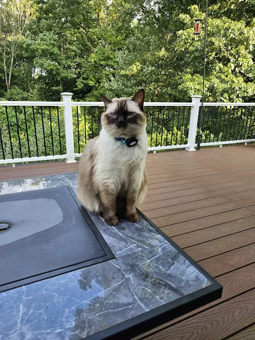 Island Dolls Cattery Picture 4