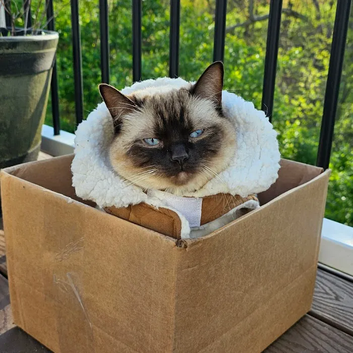 Island Dolls Cattery Picture 6